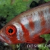 bigeye_crescenttail_elp_n_h_0053_egy0792.jpg
